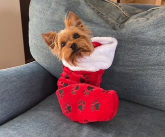 Dangerous Christmas Décor for pets