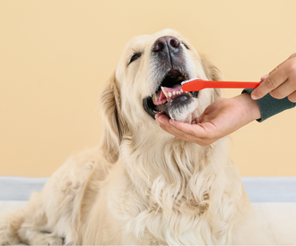 The Importance of Dental Care in Pets