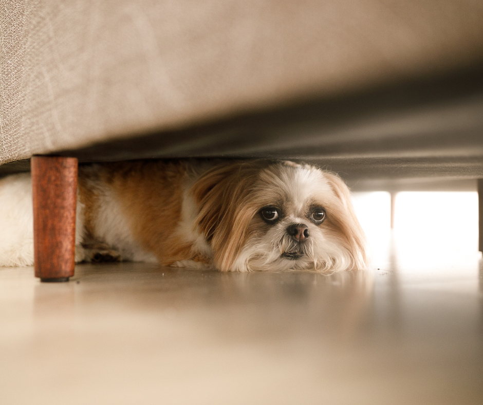 Eight Calming Products to Try for your Pet