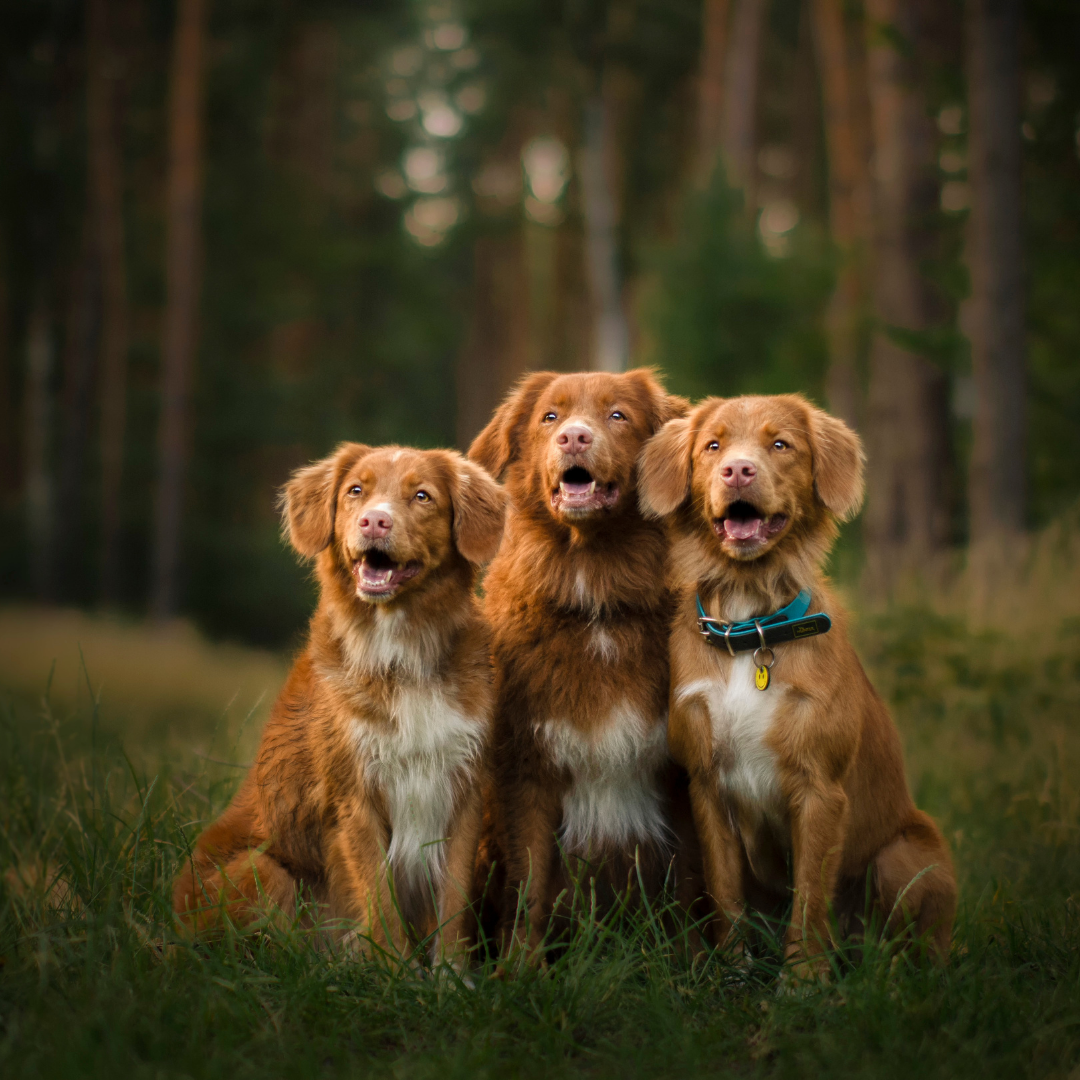 7 Earth Friendly Pet Products