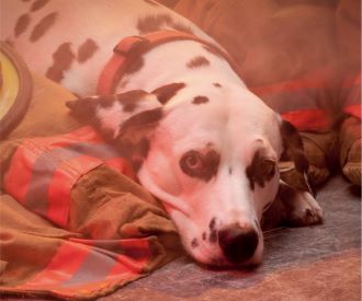 A History of Fire Dogs
