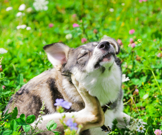Fleas Bite, Ticks Suck!