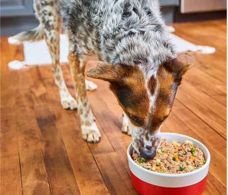 The Power of Fresh & Frozen: Boosting Your Dog’s Coat and Skin Health