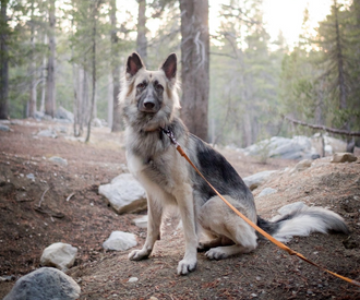 Best spots to hike with your dog