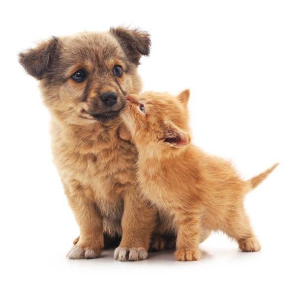 New Puppy & Kitten Checklist