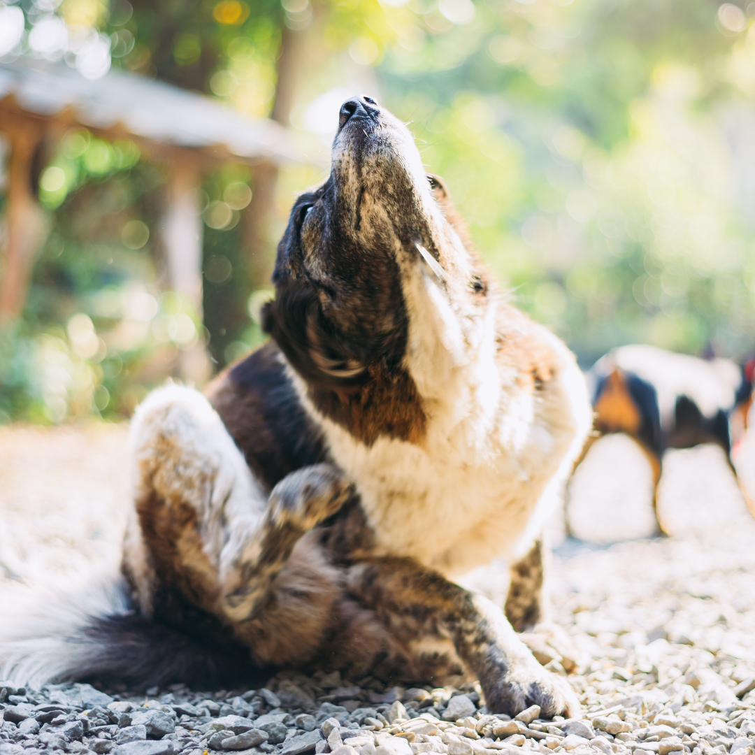 Flea & Tick 101