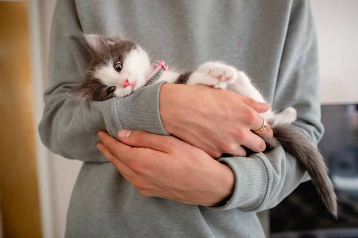 How to Socialize Your Kitten to be a Happy, Well-Adjusted Adult Cat