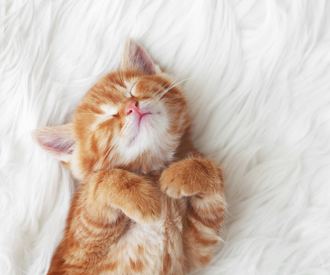 New Kitten Checklist