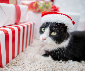 What to Buy Your Pet for Christmas Based On Their Sign
