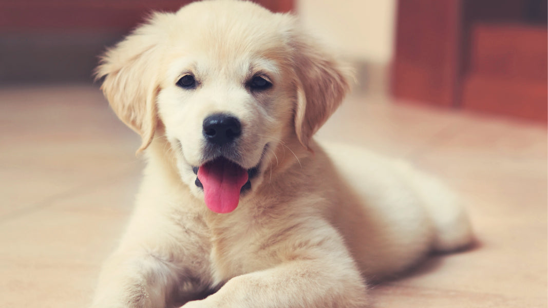 New Puppy Checklist