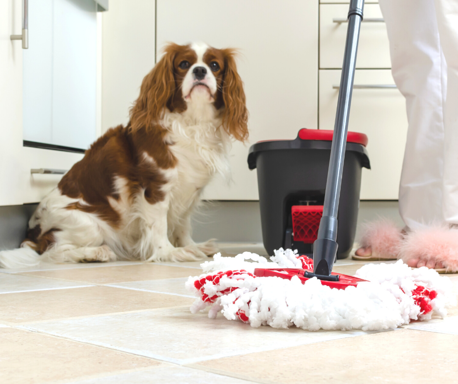 Spring Cleaning for Your Pets
