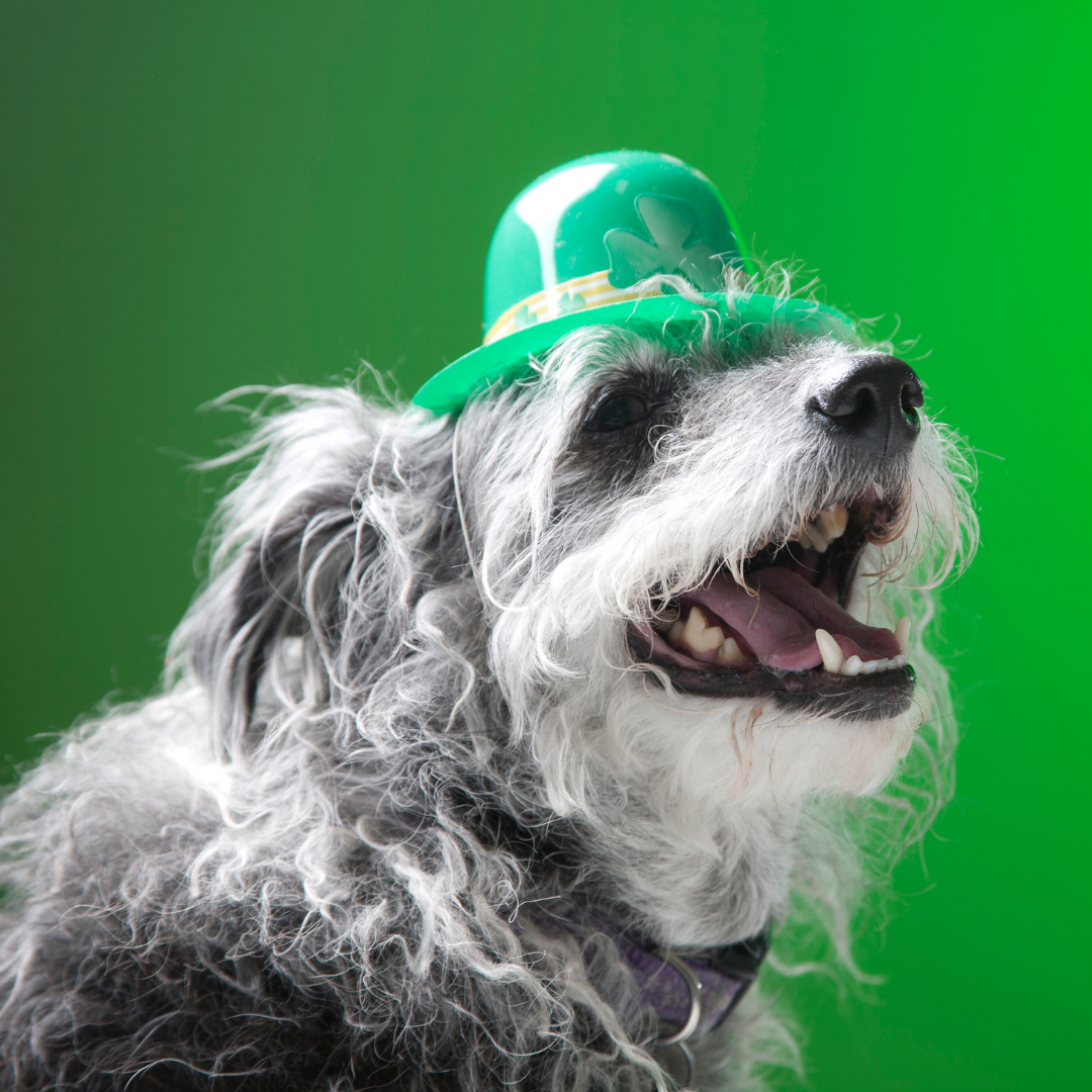 St. Patrick's Day for Your Pet