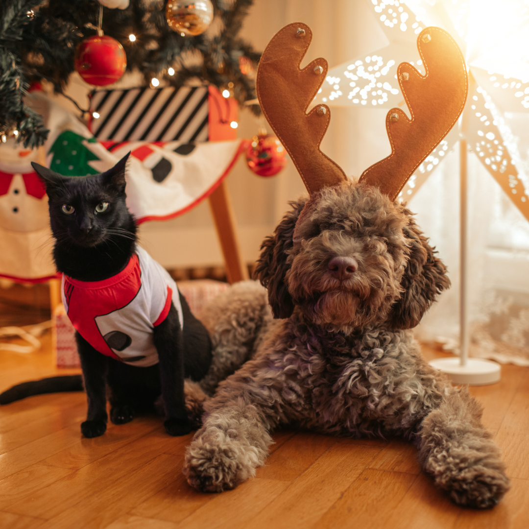 Christmas Gift Guide: Treat Your Furry Friends to the Very Best