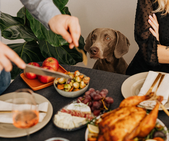 What Can My Dog Eat on Thanksgiving Day?