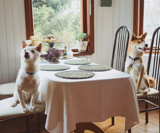 Thanksgiving Meal Scraps Safe for Your Pets