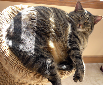 Tips to Help Your Pet Lose Weight