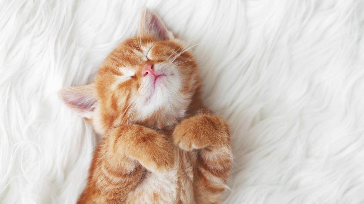 Kitten Starter Kit: Must-Have Supplies for Your New Furry Friend