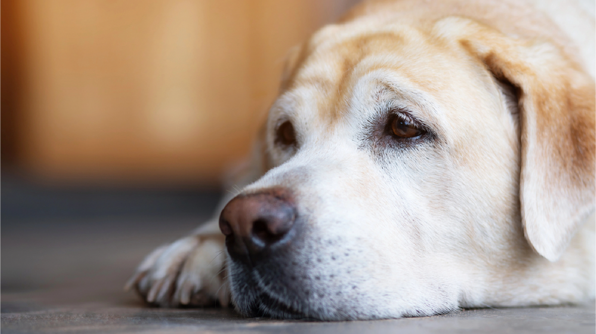 Spotting Depression in Dogs: Symptoms and Solutions