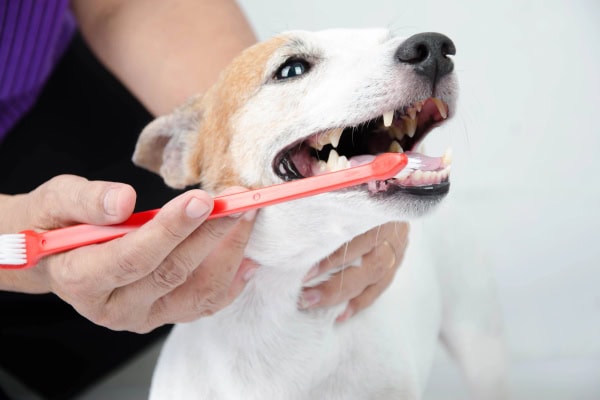 A Beginner’s Guide to Pet Dental Health: Simple Steps to Keep Your Dog or Cat Healthy from Nose to Tail