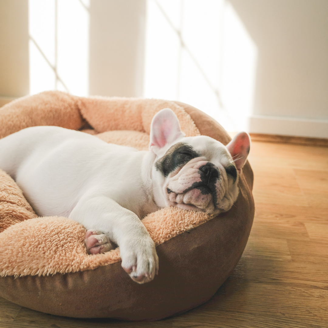 Knowing When It's Time to Replace Your Pet Essentials