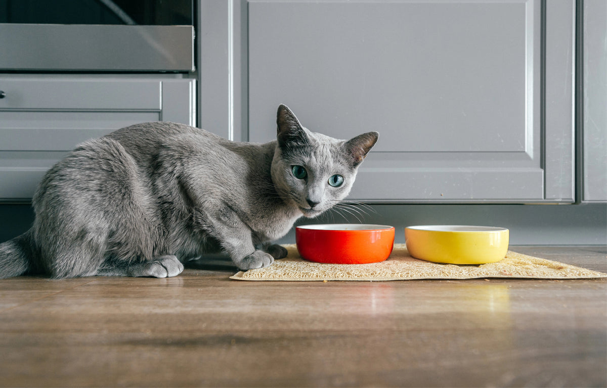 Safely Store and Feed Their Raw Food
