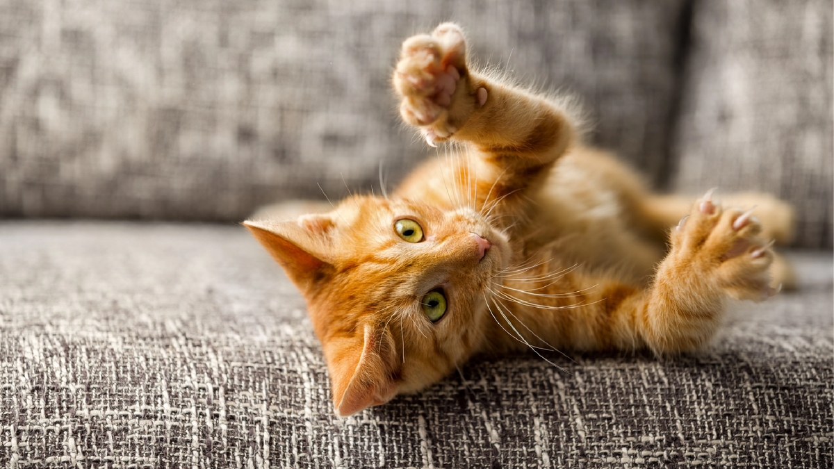 Keeping Your Kitten Entertained