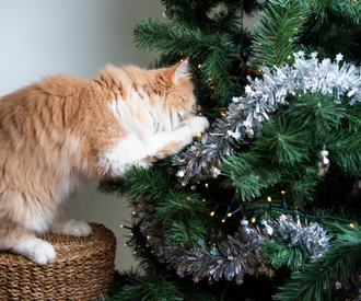 Keeping Your Cat Out of Your Christmas Tree