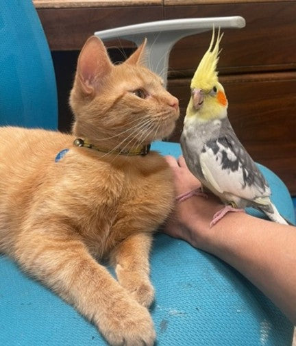 Meet Our Store Cats: The Real Bosses of Feeder’s Pet Supply