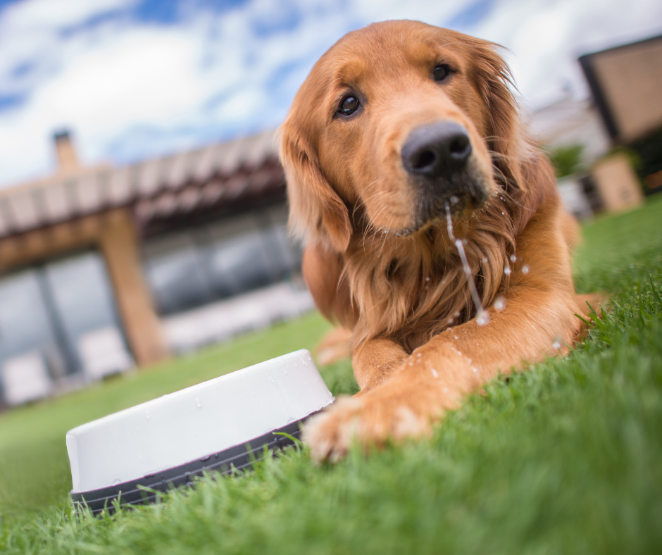 How to Keep Your Pet Hydrated