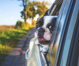 Holiday Travel Check List: Pet Edition