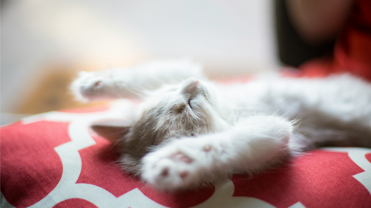 Keeping Your Kitten Healthy: Essential Tips for a Happy Life
