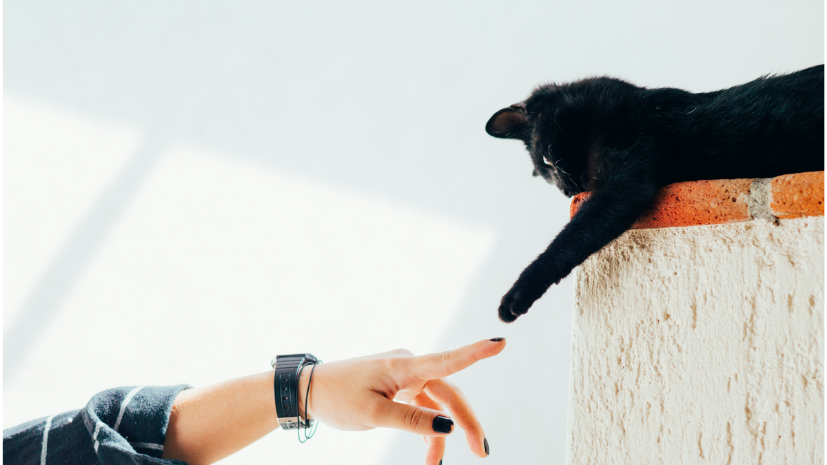 New Kitten Checklist