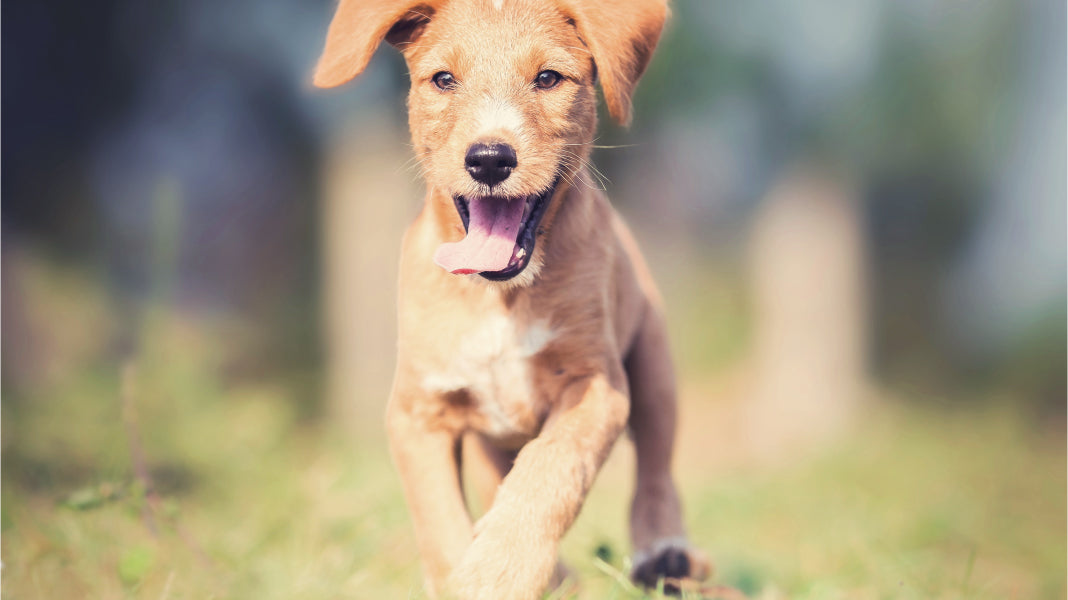Keeping Your Puppy Entertained: The Benefits of Training and Enrichment Toys and Activities