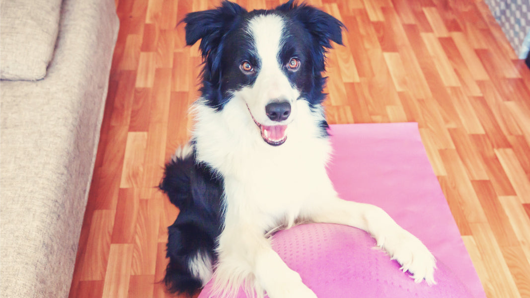 Keeping Your Puppy Healthy: Essential Tips for a Happy Life
