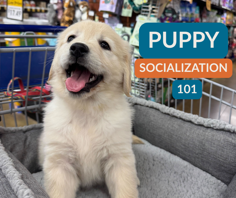 How to Socialize Your New Puppy: A Guide to Raising a Confident, Happy Dog