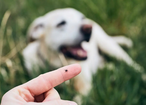 The Best Flea & Tick Products for Your Pet (And How To Choose The Right One)