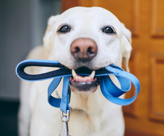 Ready to Successfully Walk Your Dog? Here’s How