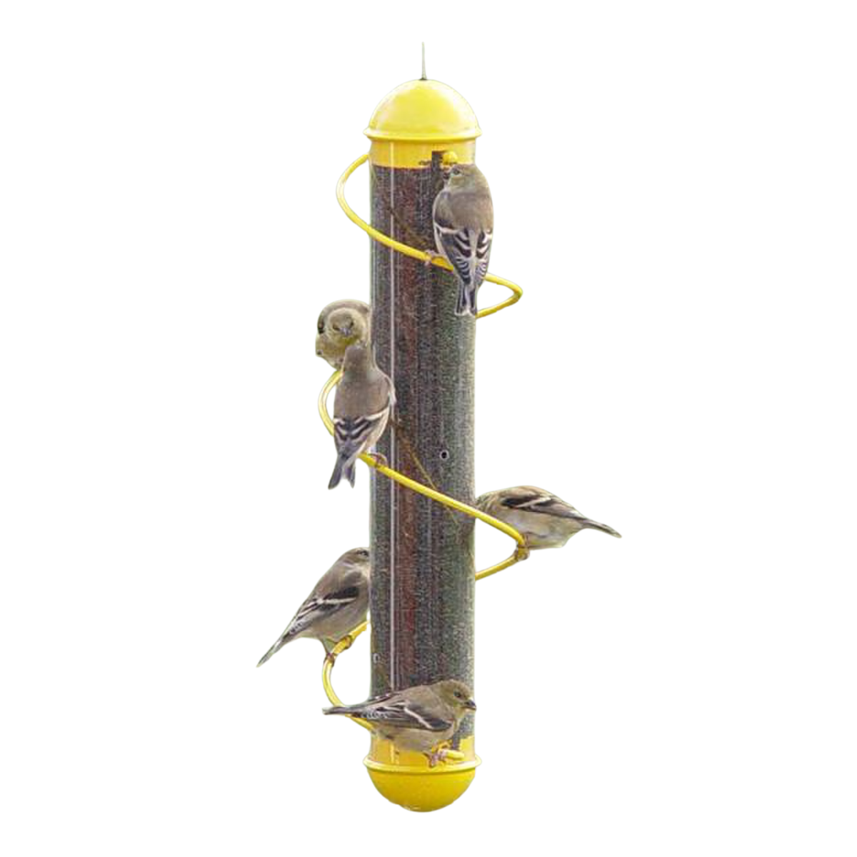 Backyard - Wild Bird Feeders & Supplies