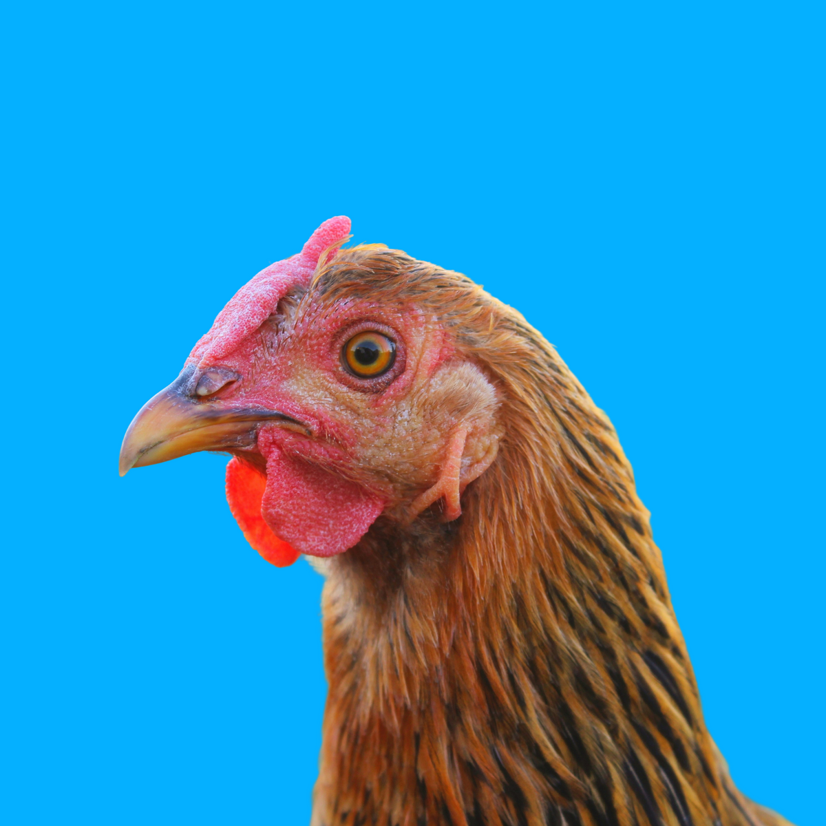 Farm Animal