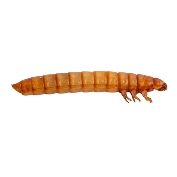 Reptile - Food - Live Food