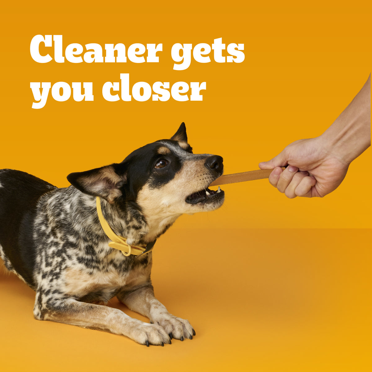 Pedigree Dentastix Small/Medium Original Flavor Dental Treats