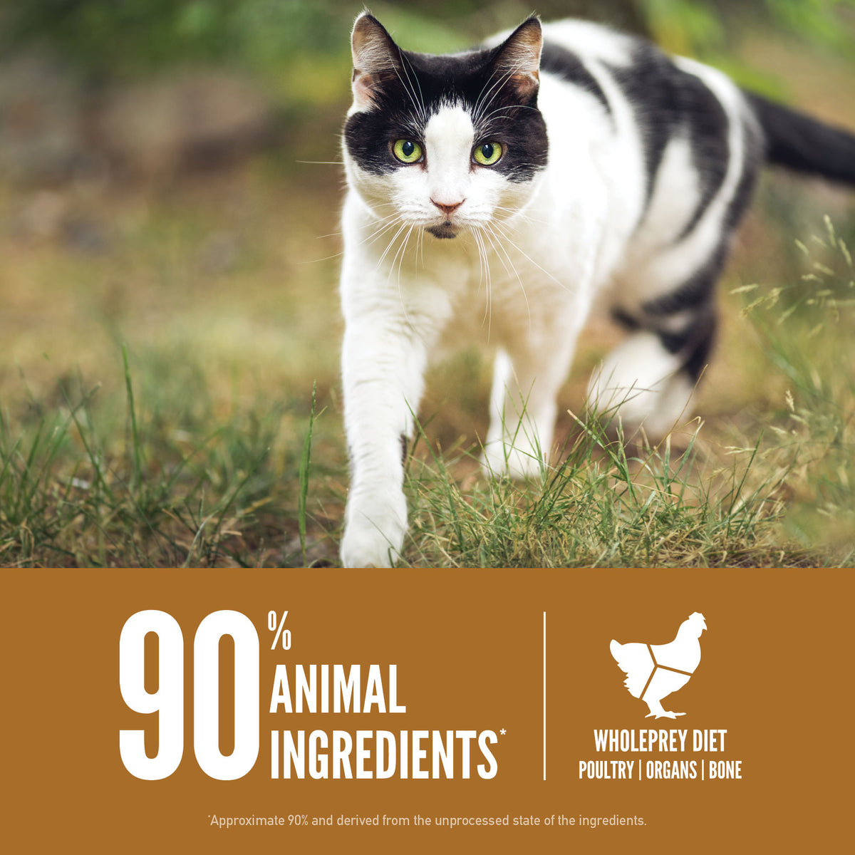 Orijen Original Cat Grain-Free Dry Cat Food