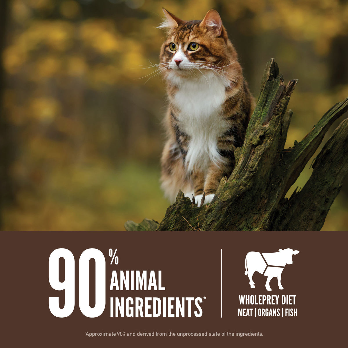 Orijen Regional Red Grain-Free Dry Cat Food 4 lb