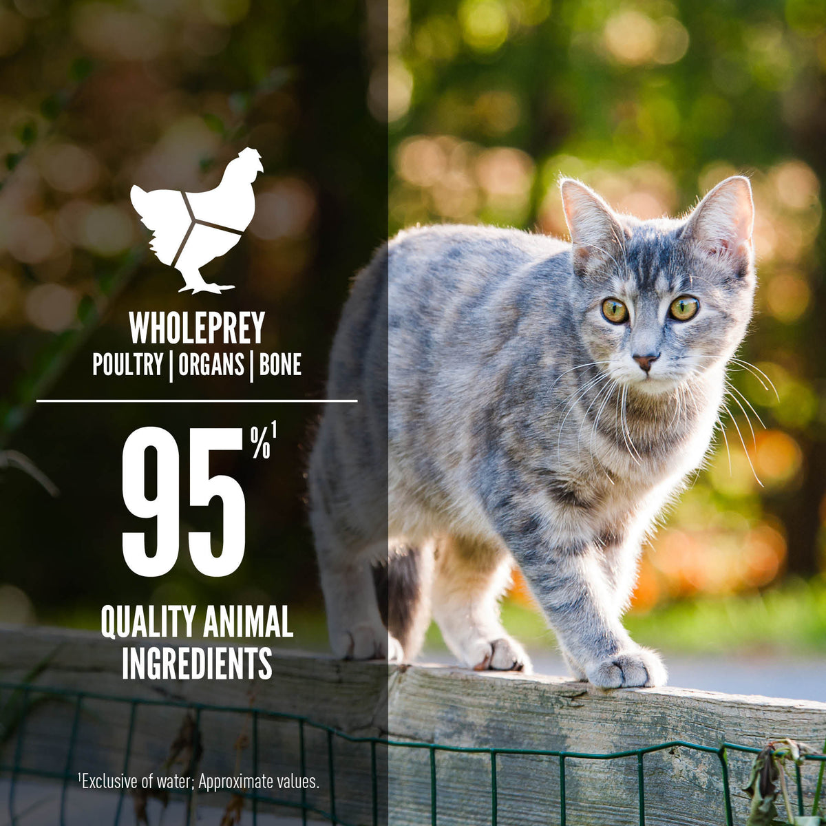 Orijen Original Entrée Wet Food for Adult Cats