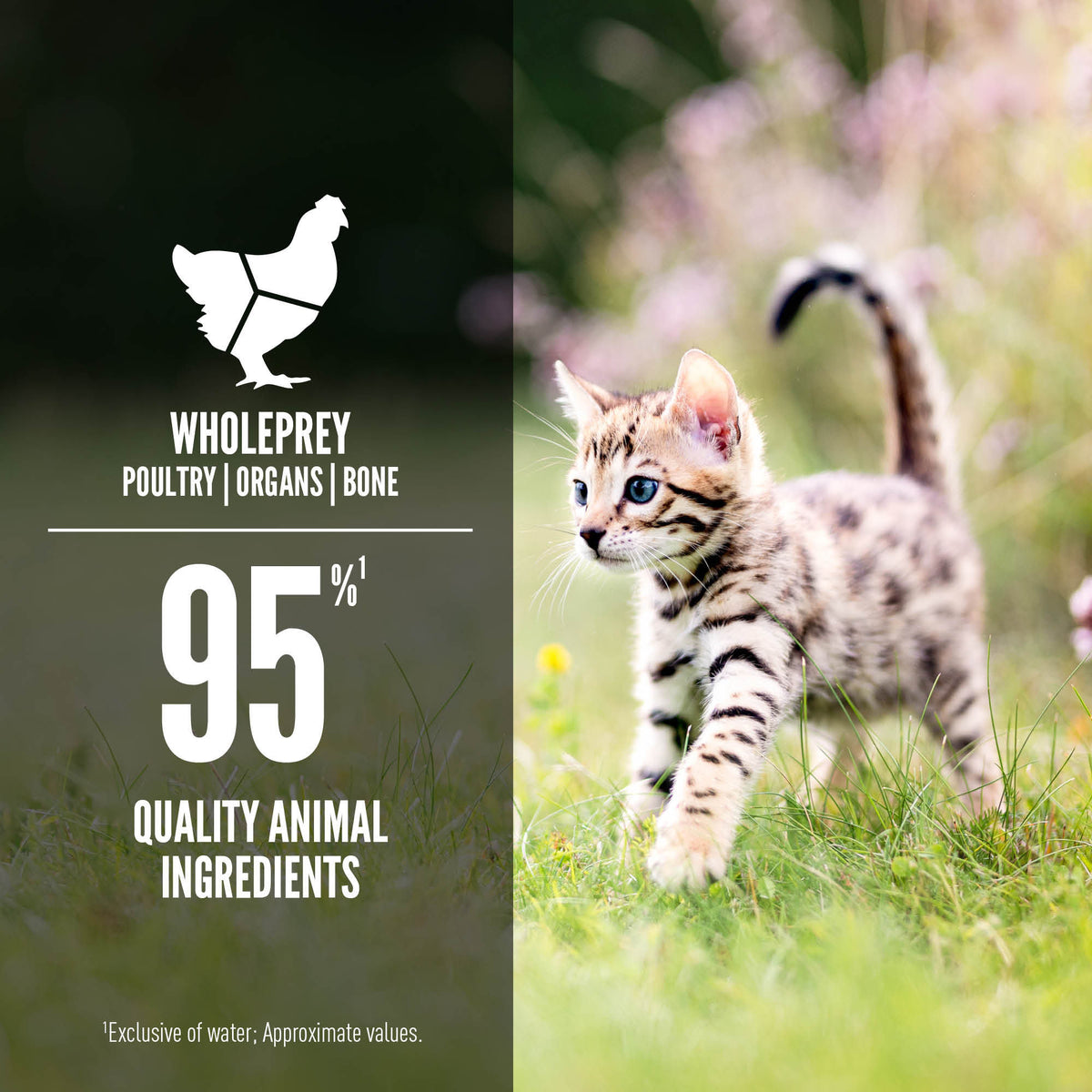 ORIJEN Chicken & Salmon Entrée Wet Food for Kittens