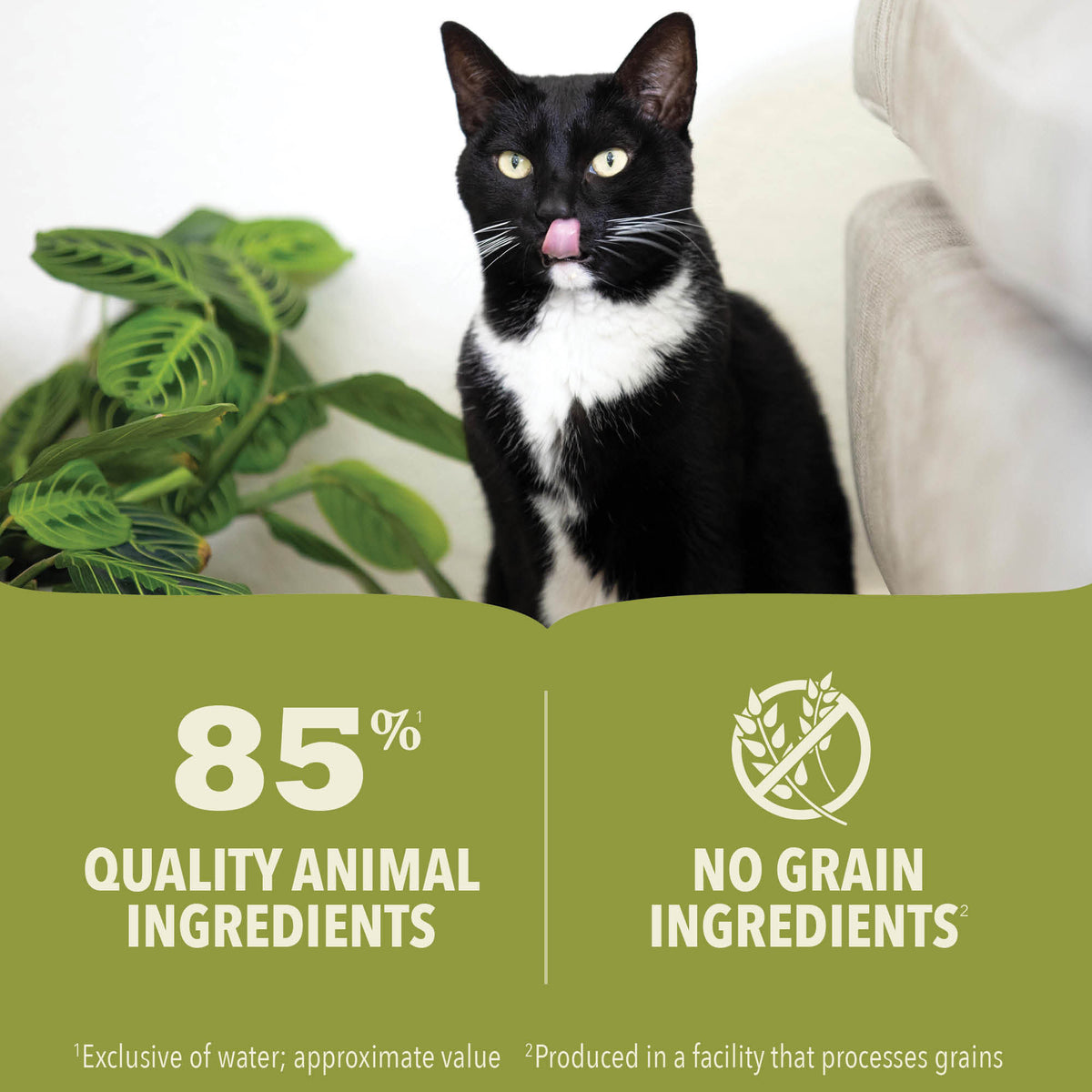 ACANA Premium Pate, Chicken & Tuna Recipe Wet Food for Kittens