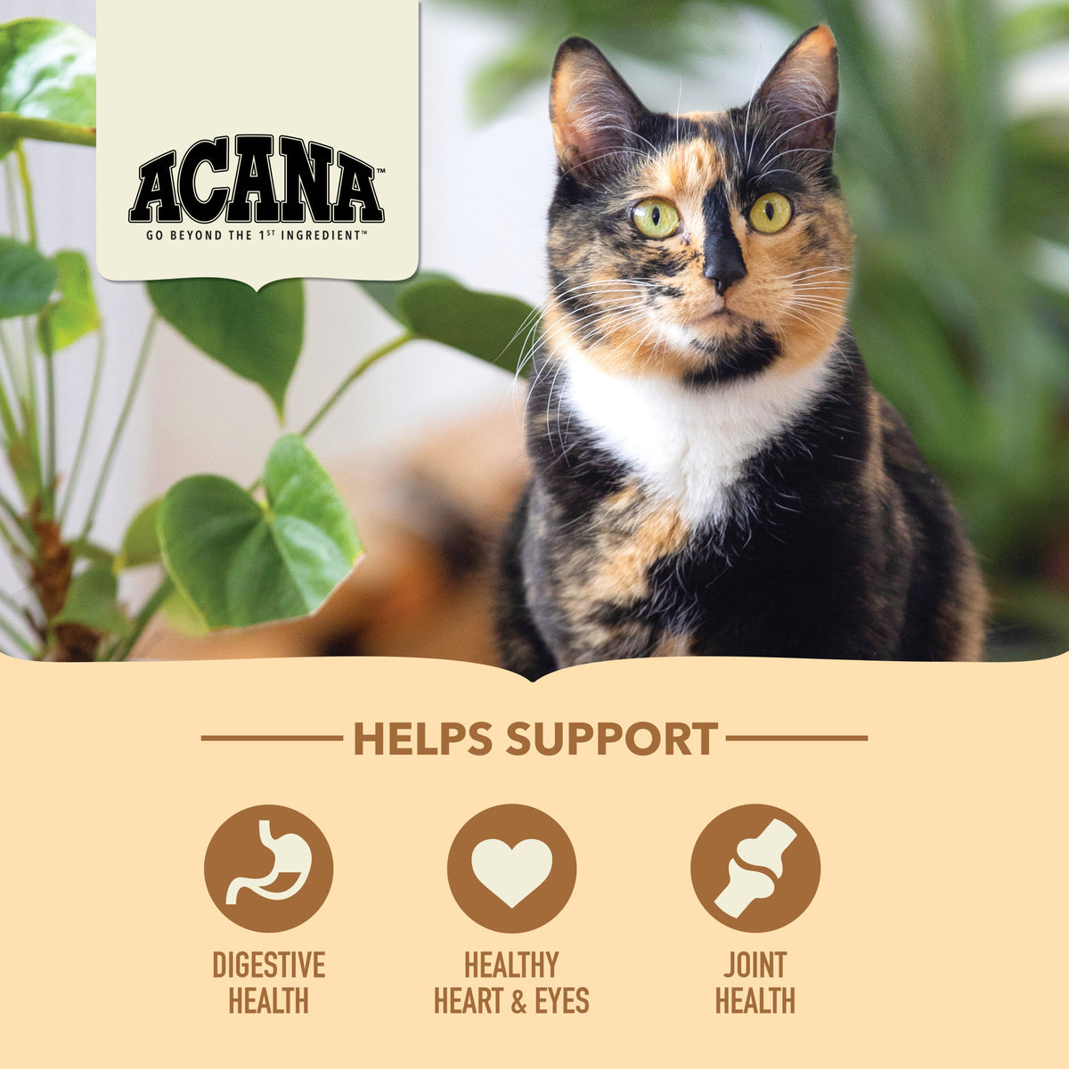 Acana Senior Entrée with Free-Run Chicken & Turkey Dry Cat Food