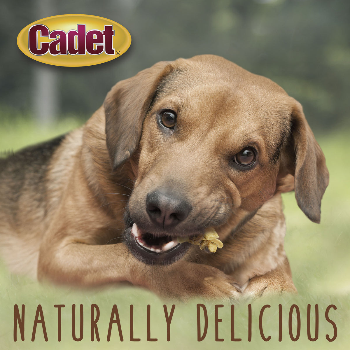 Cadet Premium Gourmet Chicken & Apple Wraps Dog Treats 14 oz