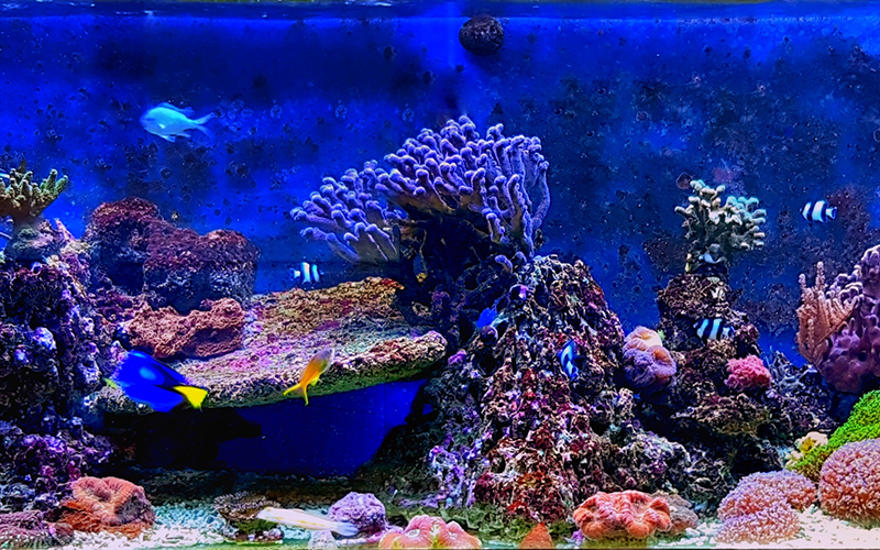 Saltwater Supplies