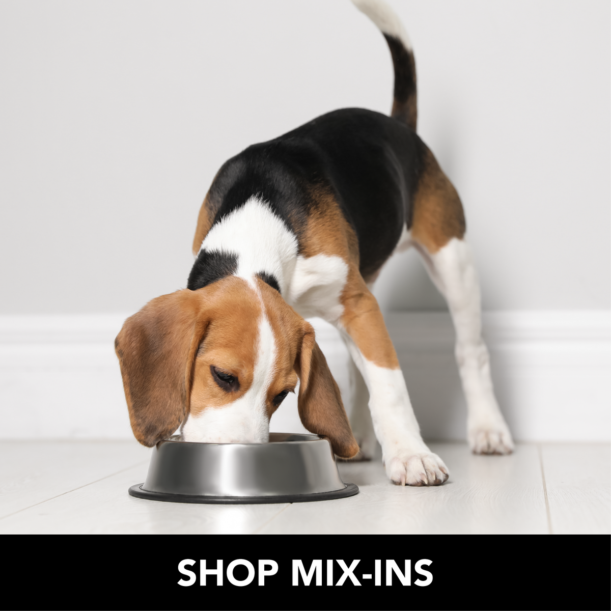 Dog Treats